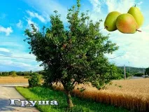 Груша - сорти, посадка, розмноження та догляд груші