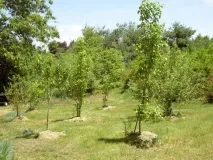 Груша Академічний опис, фото, відгуки, посадка та особливості груша