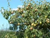 Груша Академічний опис, фото, відгуки, посадка та особливості опис