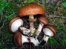 suillus