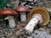 маслянок