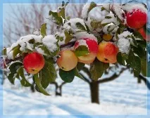 Груша - сорти, посадка, розмноження та догляд догляд