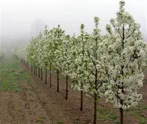 Груша Академічний опис, фото, відгуки, посадка та особливості груша