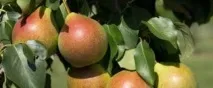 Груша Академічний опис, фото, відгуки, посадка та особливості відгуки