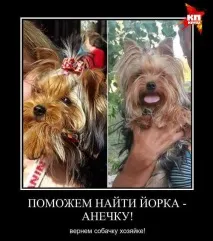 Історія зі щасливим кінцем Як весь Кишинів шукав тер’єра Анечку весь