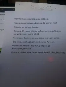 Історія зі щасливим кінцем Як весь Кишинів шукав тер’єра Анечку історія