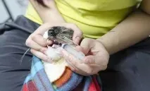 Як дати коту таблетку від глистів? глистів