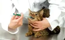 Як дати коту таблетку від глистів? коту