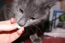 Як дати коту таблетку від глистів? дати
