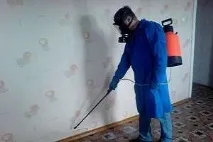 Як боротися з постільними клопами в домашніх умовах клопів