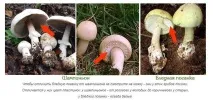 збирати