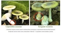 гриби