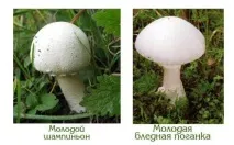 гриби