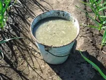 Яким добривом підгодувати картоплю підгодувати
