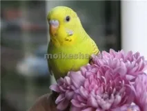 визначити