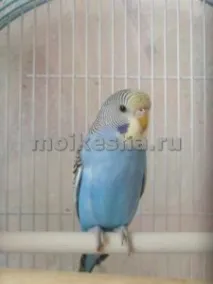покупці