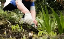 Як зробити альпінарій на ділянці своїми руками своїми