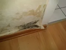 Як усунути плісняву та грибок зі стін приміщення плісняву