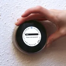 nest