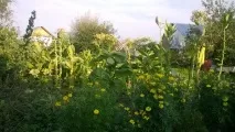 Як я вперше тютюн вирощував тютюну