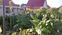 Як я вперше тютюн вирощував тютюн
