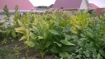 Як я вперше тютюн вирощував тютюну