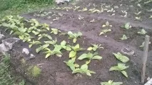 Як я вперше тютюн вирощував вперше