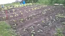 Як я вперше тютюн вирощував тютюн