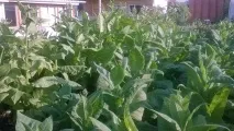 Як я вперше тютюн вирощував тютюн