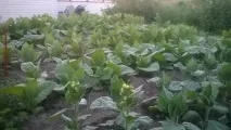 Як я вперше тютюн вирощував було