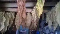 Як я вперше тютюн вирощував було