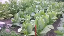 Як я вперше тютюн вирощував тютюн