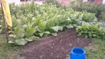 Як я вперше тютюн вирощував вперше
