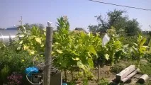 Як я вперше тютюн вирощував вперше