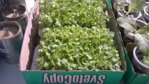 Як я вперше тютюн вирощував вирощував
