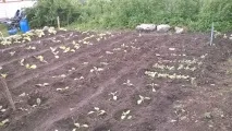 Як я вперше тютюн вирощував тютюну