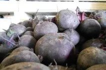 Як зберігати буряки в квартирі і зберегти їх на зиму квартирі