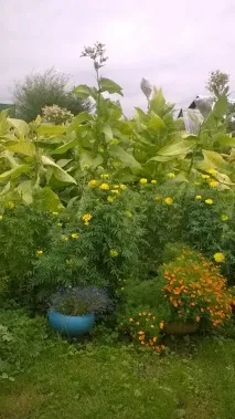 Як я вперше тютюн вирощував вперше