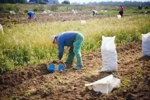 До чого сниться копати картоплю важливу ознаку або порожній сон чого