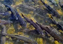 Карське море цікаві факти, характеристика, де знаходиться, фото, відео Характеристика