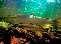 Карське море цікаві факти, характеристика, де знаходиться, фото, відео карське