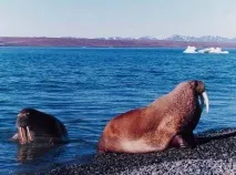 Карське море цікаві факти, характеристика, де знаходиться, фото, відео Характеристика