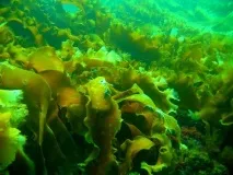 Карське море цікаві факти, характеристика, де знаходиться, фото, відео Характеристика