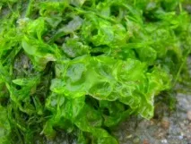 Карське море цікаві факти, характеристика, де знаходиться, фото, відео море
