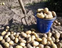 До чого сниться копати картоплю важливу ознаку або порожній сон копати