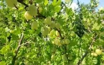 Коли можна пересаджувати смородину коли