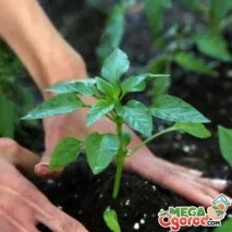 Коли висаджувати перець у ґрунт городу ґрунт