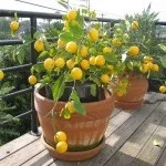 Кімнатна пальма догляд у домашніх умовах, види пальма