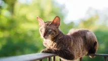 Корніш-рекс фото, ціна, опис породи фото