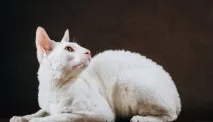 Корніш-рекс фото, ціна, опис породи опис